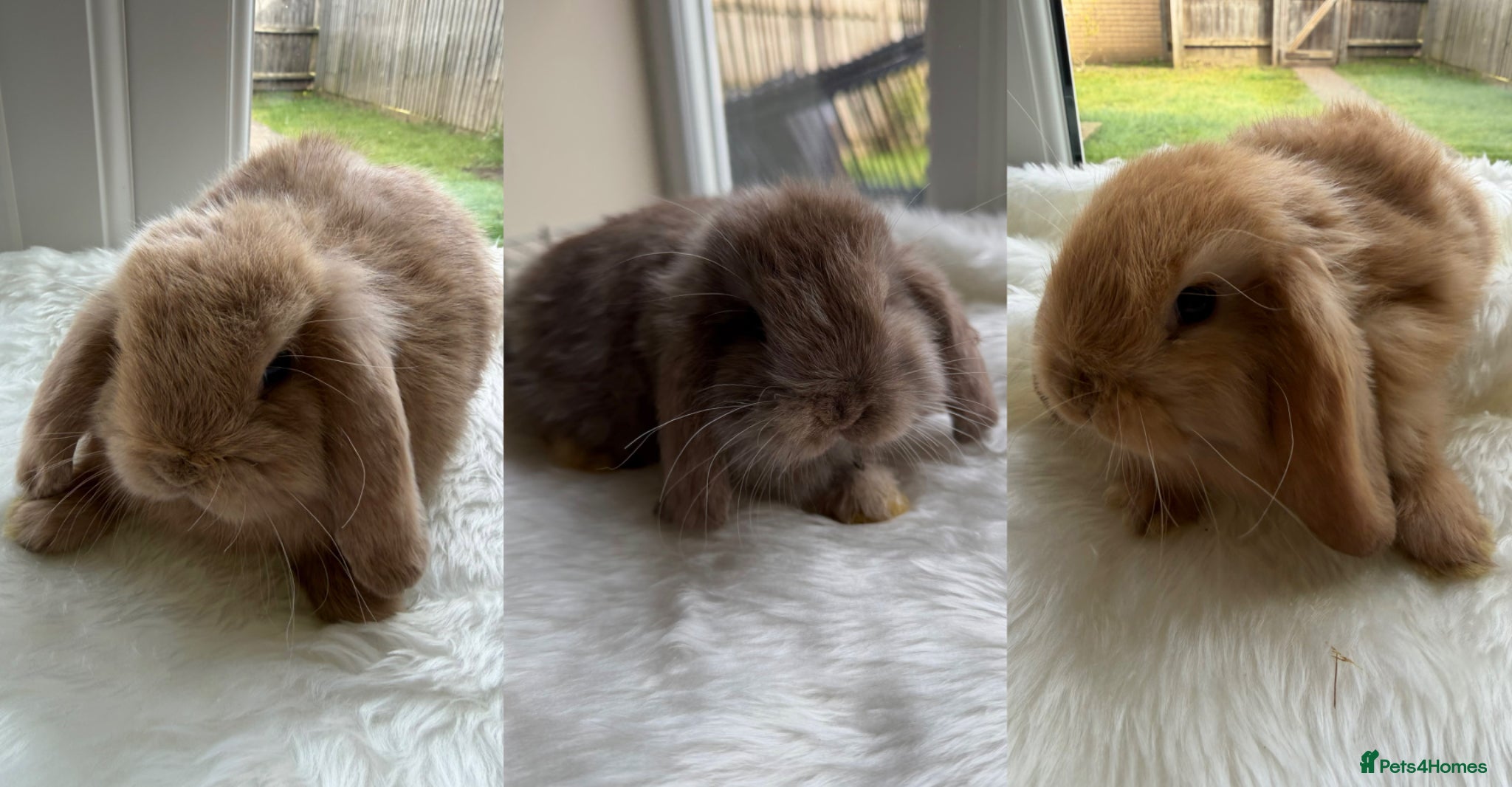 Mini Lop rabbits Adorable mini lop rabbits  - Advert 6