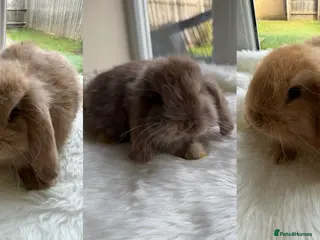 Mini Lop rabbits Adorable mini lop rabbits - Advert 6