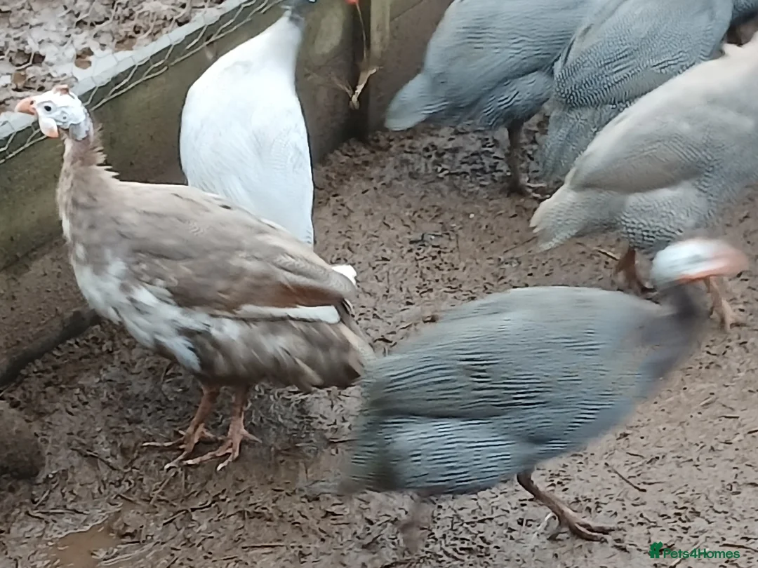 Guinea Fowl poultry for sale: Guinea fowl - Advert 5