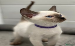 Siamese cats for sale: GCCF Registered Traditional Siamese Kittens  - Image 8