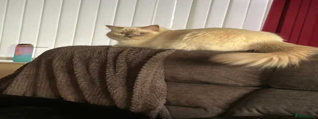 Elsa