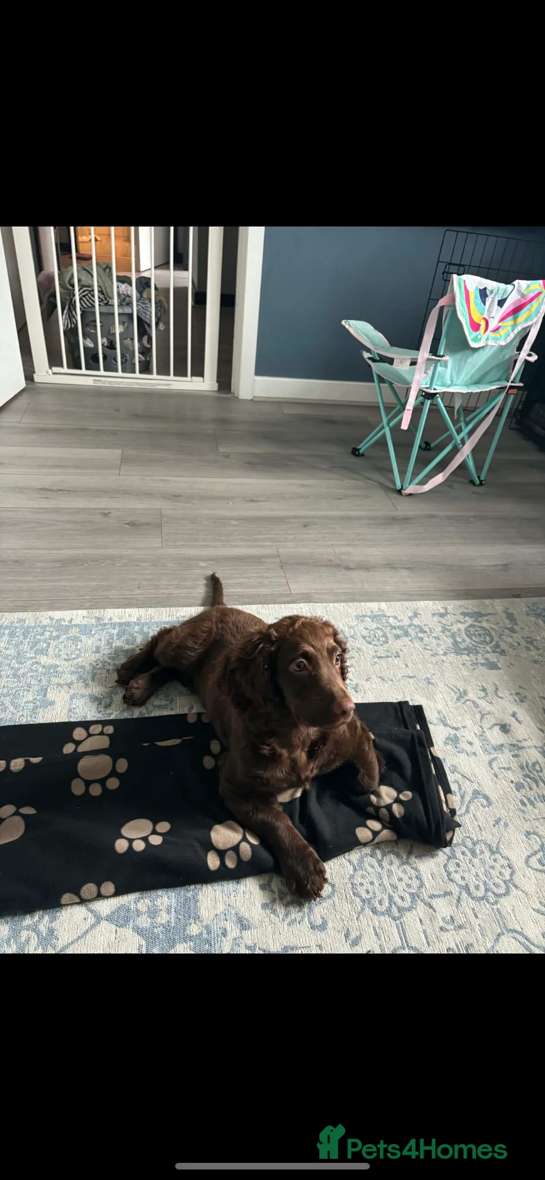 Cocker Spaniel dogs for sale: Working cocker spaniel  in Chelmsford - Advert 3