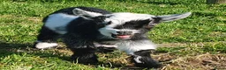 Goats livestock for sale: Disbudded Pygmy goats  - Advert 1