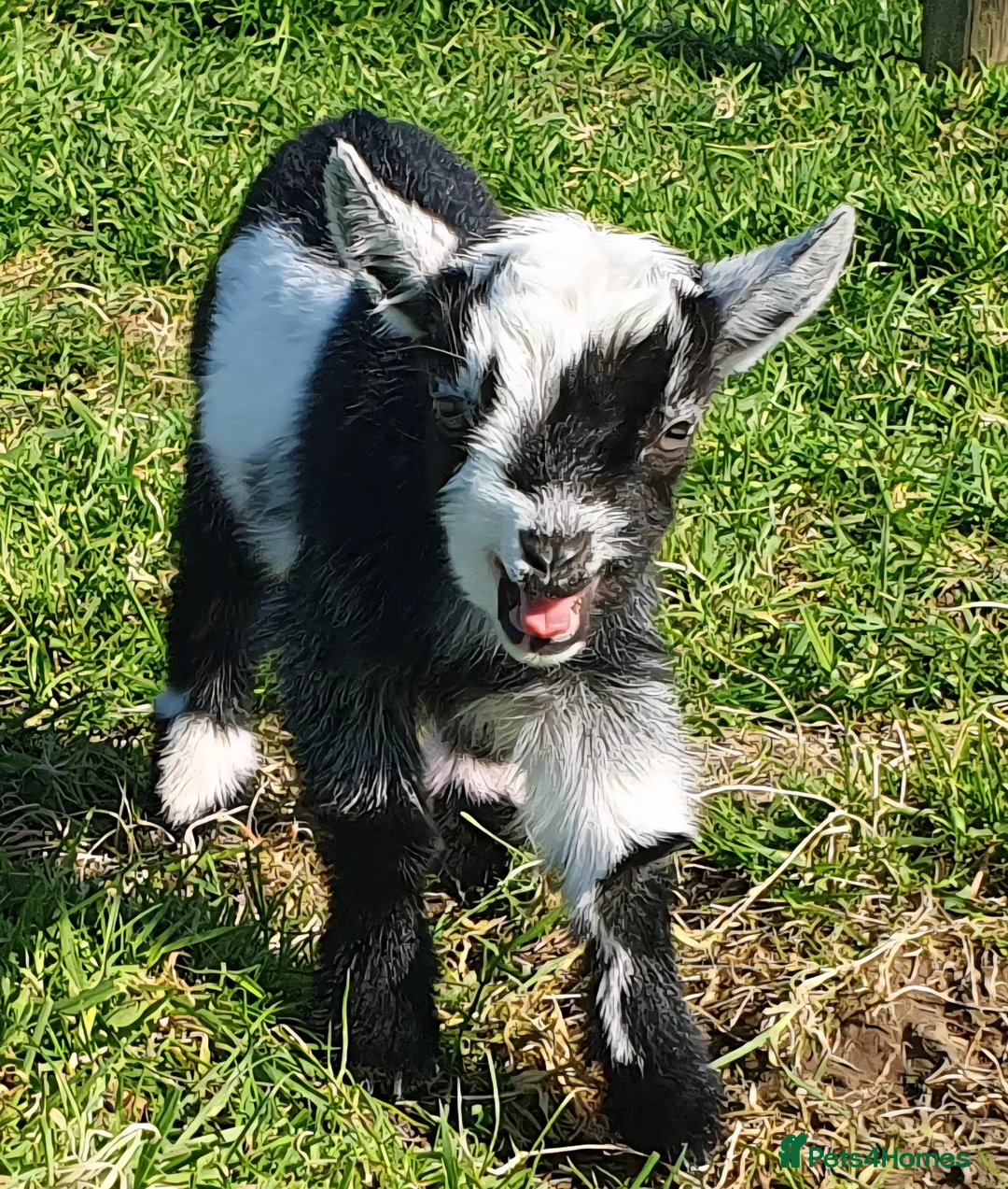 Goats livestock for sale: Disbudded Pygmy goats  - Advert 1