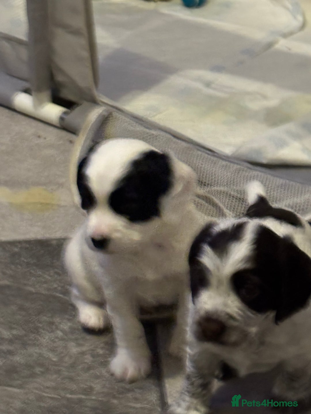 Cocker Spaniel dogs for sale: Cocker spaniel Puppies  - Advert 14