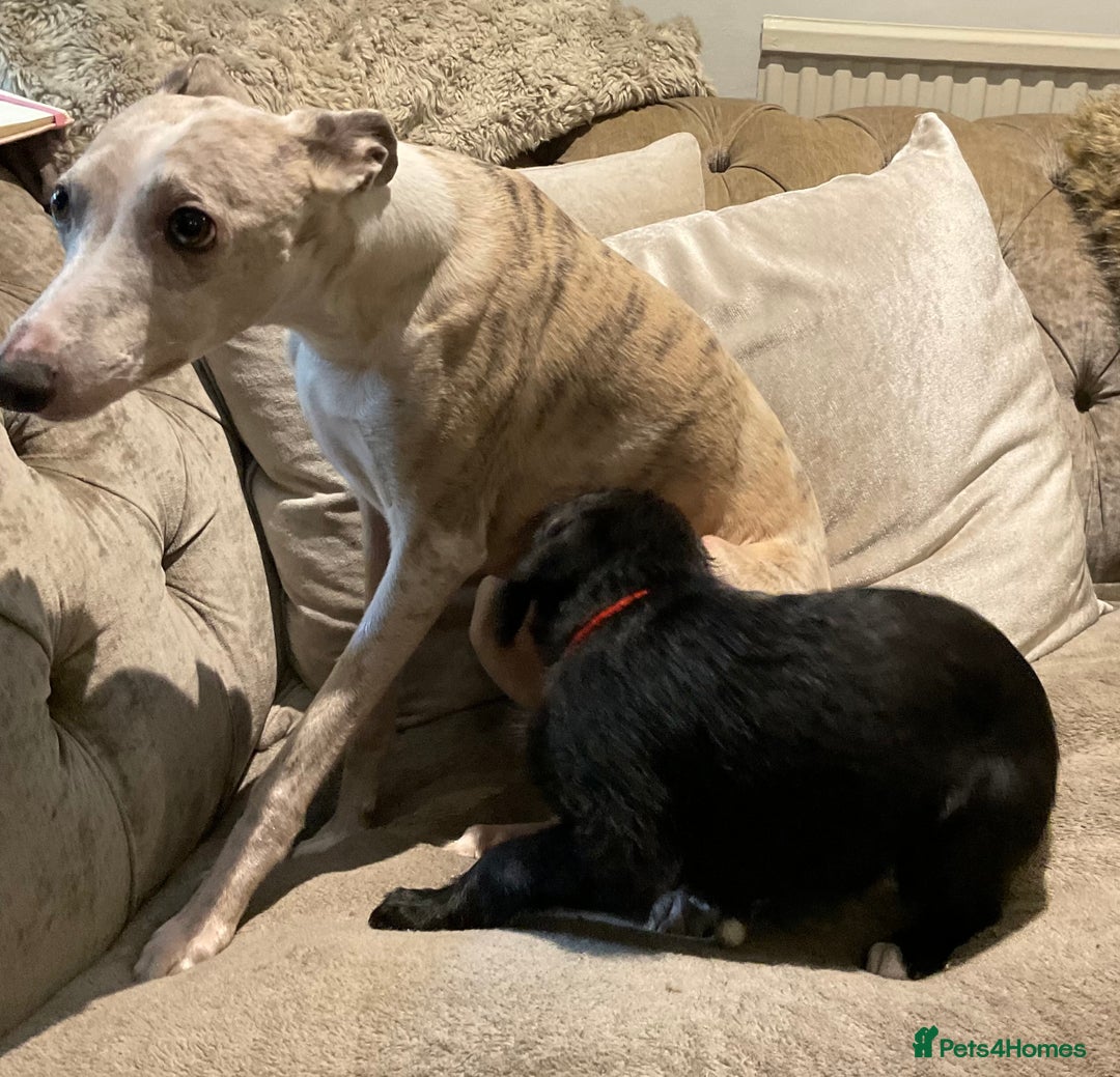 Mixed Breed dogs for sale: Whippet x Miniature Labradoodle.  - Advert 7