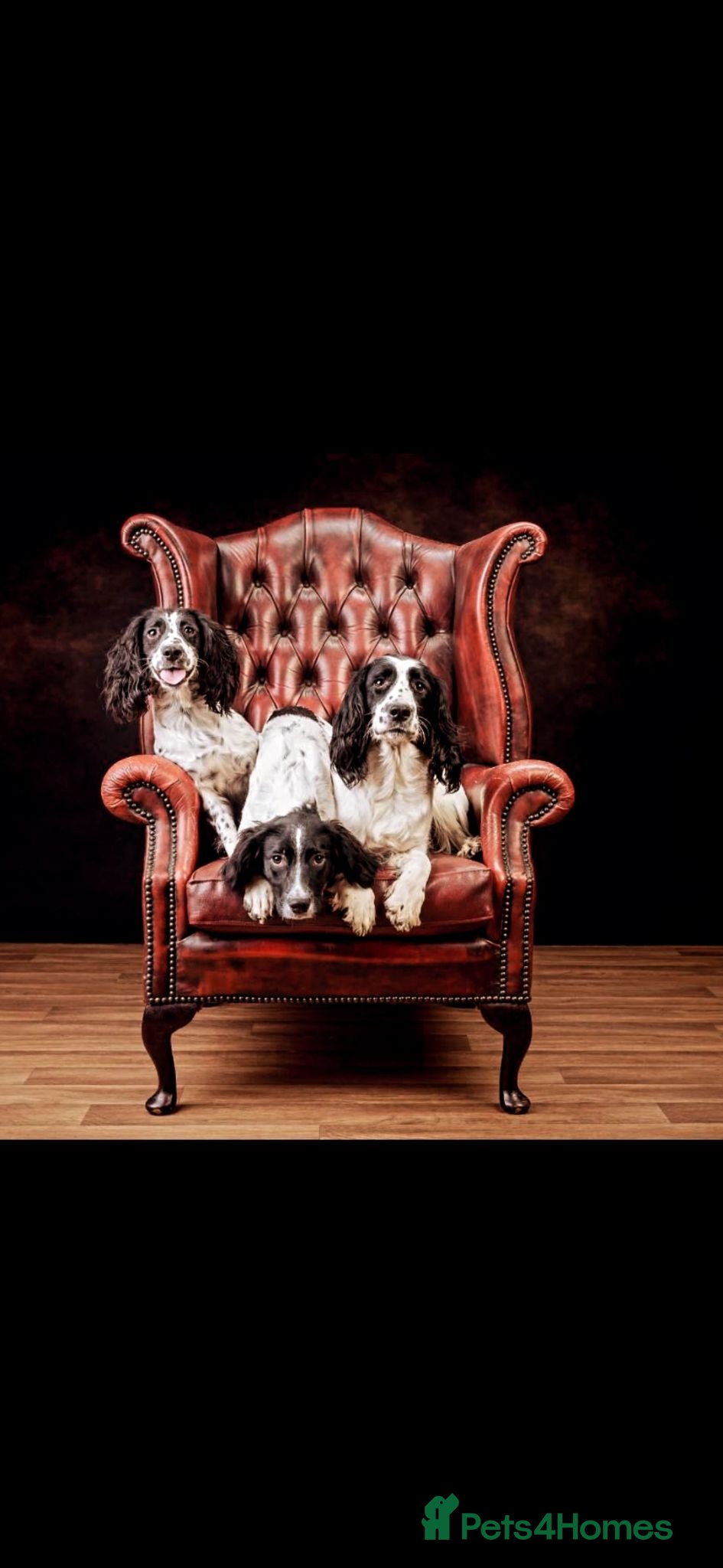 English Springer Spaniel dogs English springer spaniel litter  - Advert 2