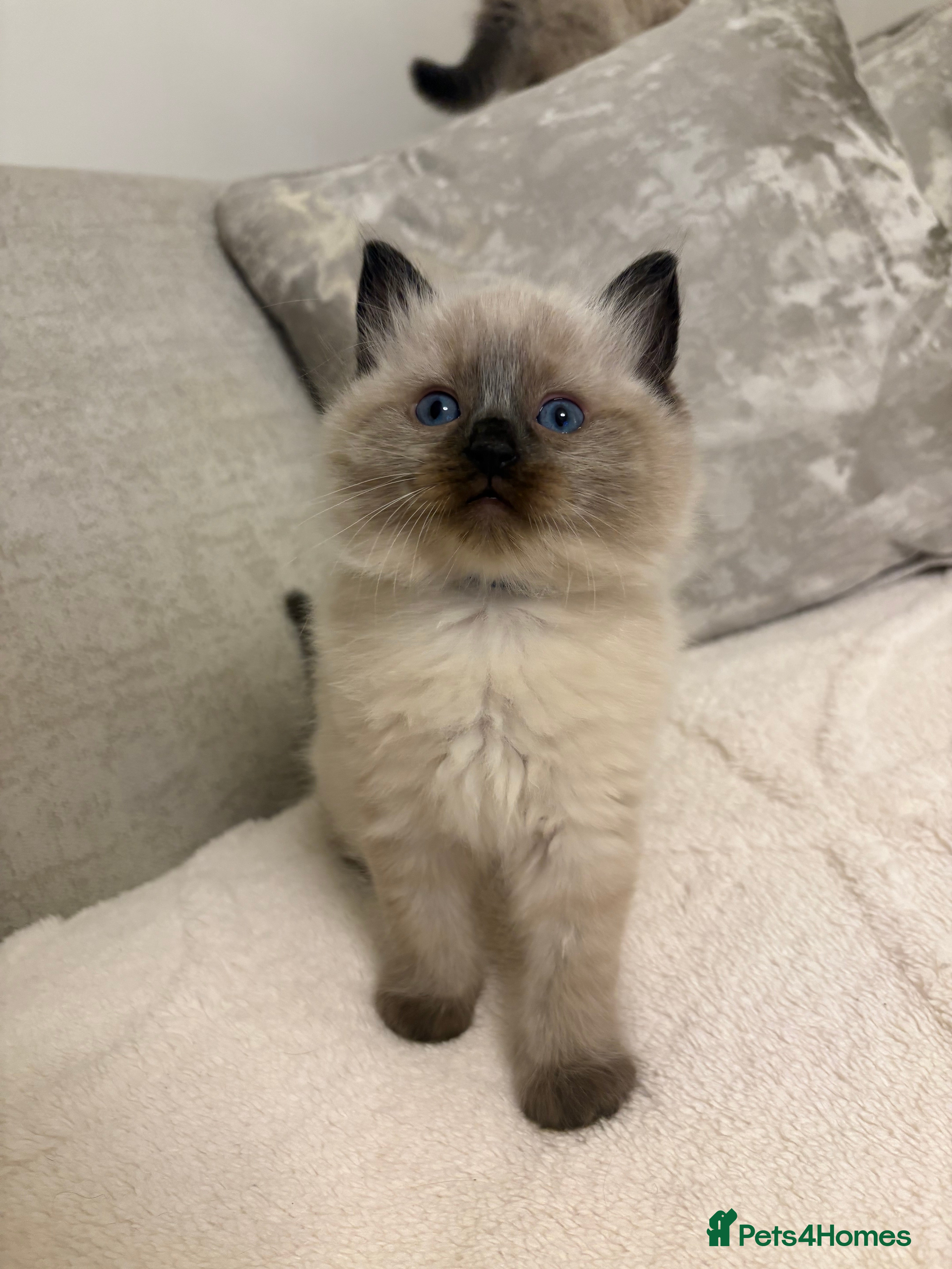Ragdoll cats 2 Male Ragdoll Kittens left🐾  - Advert 7