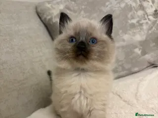 Ragdoll cats 2 Male Ragdoll Kittens left🐾 - Advert 7