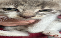 British Shorthair cats for sale: Beautiful kittens for sale  - Image 7