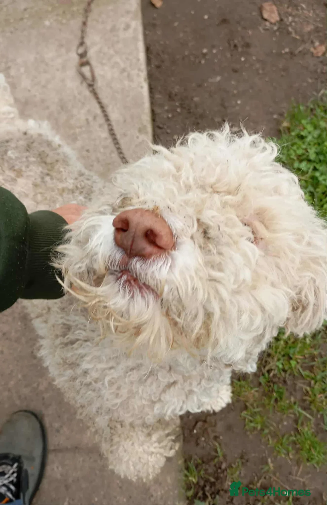 Lagotto Romagnolo dogs for adoption: Tommy - Advert 2