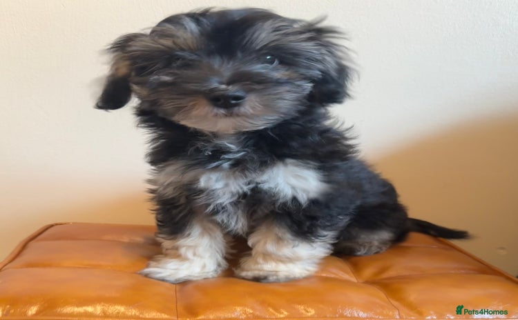 Maltipoo dogs - Advert 8