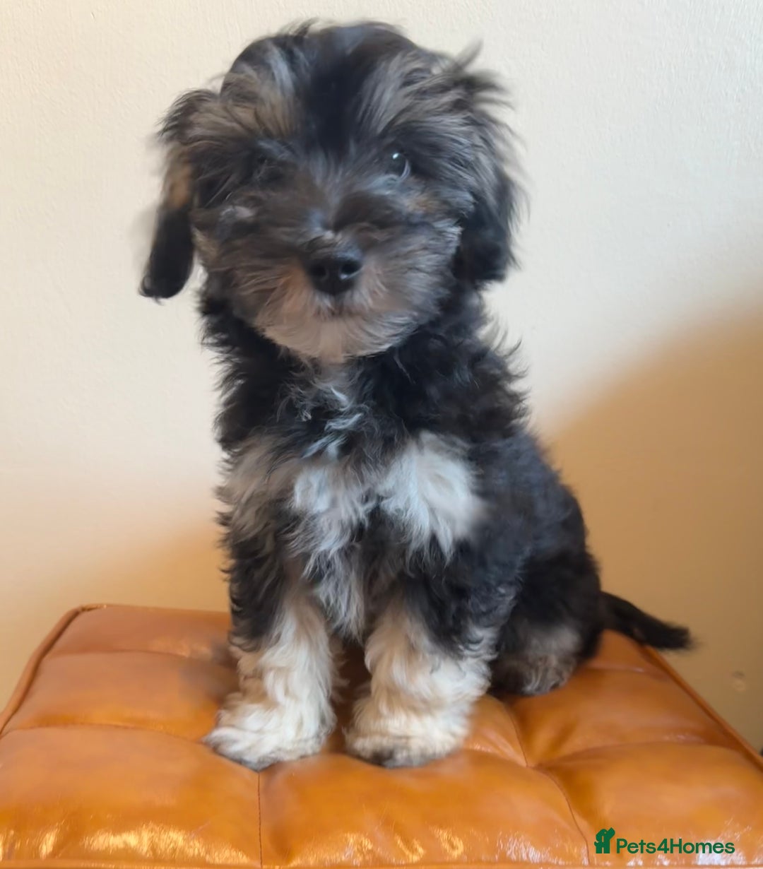 Maltipoo dogs for sale: Fully dna tested Maltipoos  - Image 1