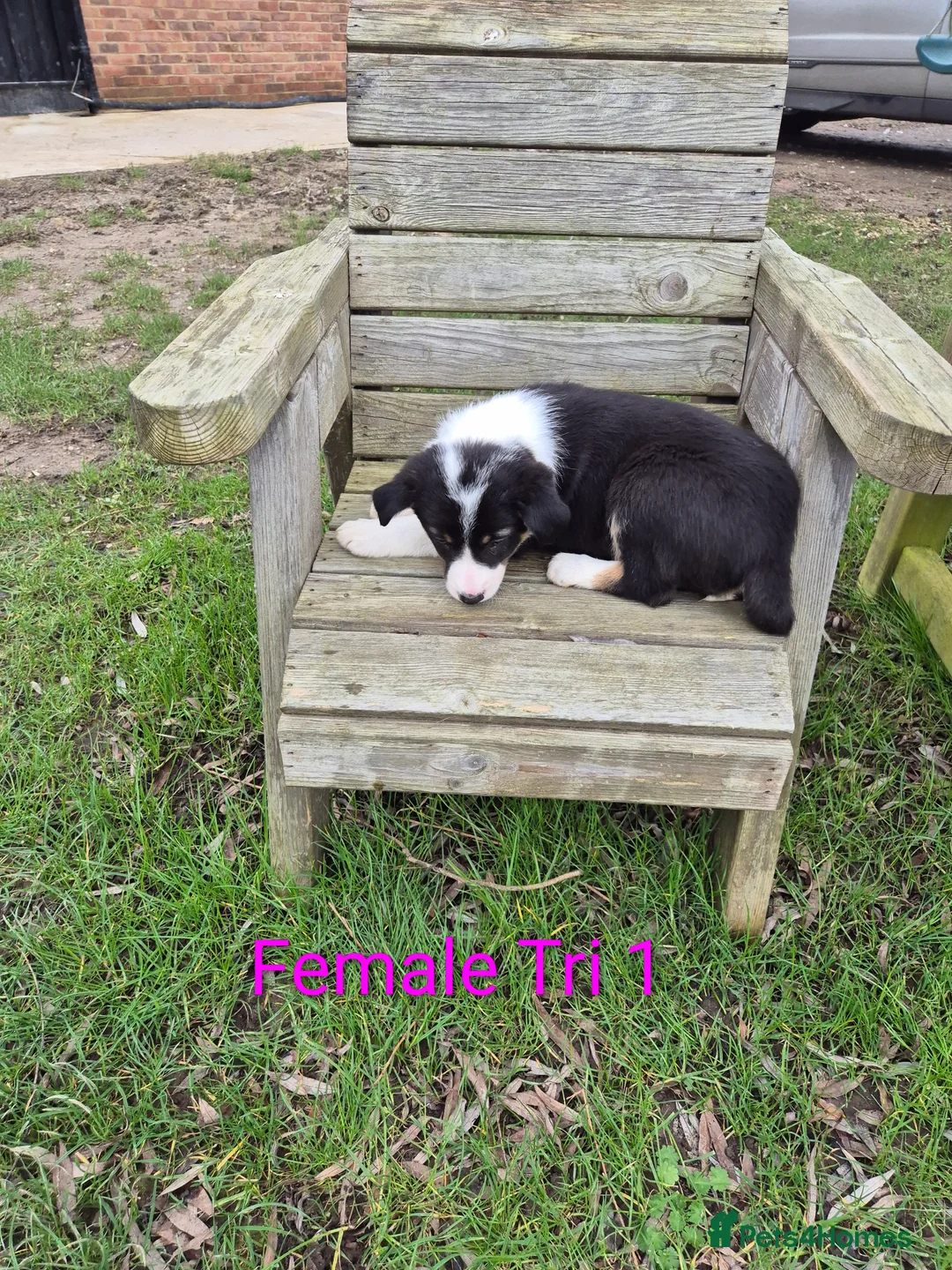 Border Collie dogs for sale: Border Collie Puppies - Advert 7