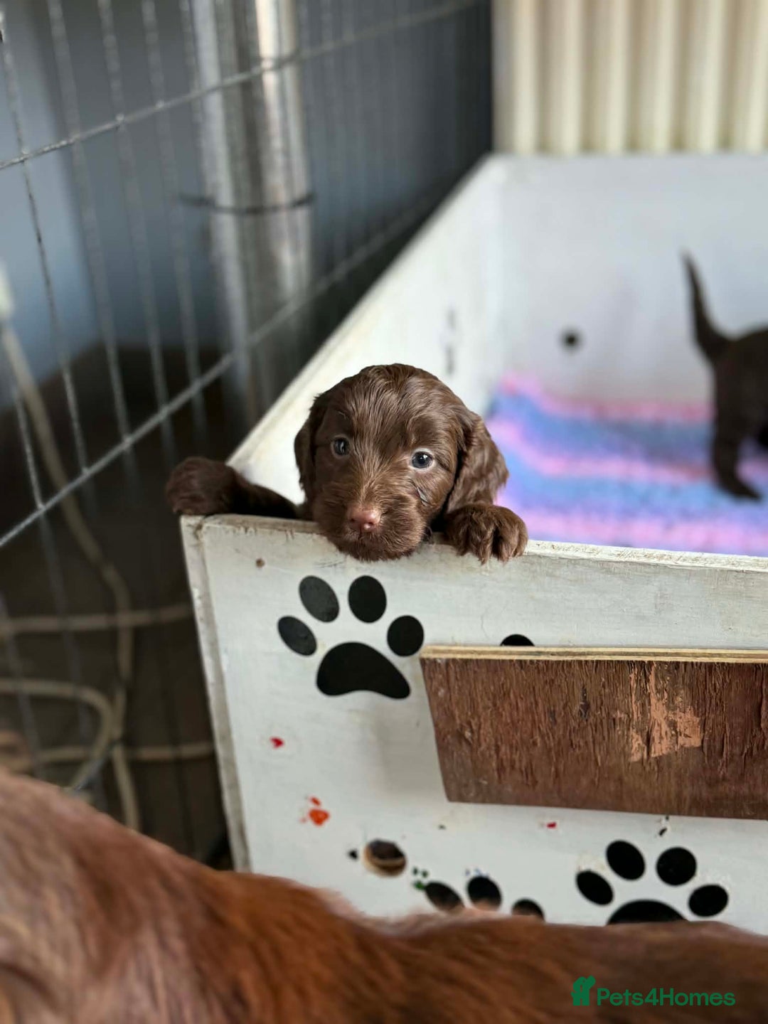 Cockapoo dogs for sale: Cockerpoo Puppies - Advert 5