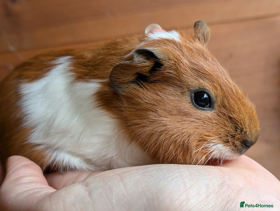 Guinea Pig rodents for sale: Guinea pig pups - Advert 6