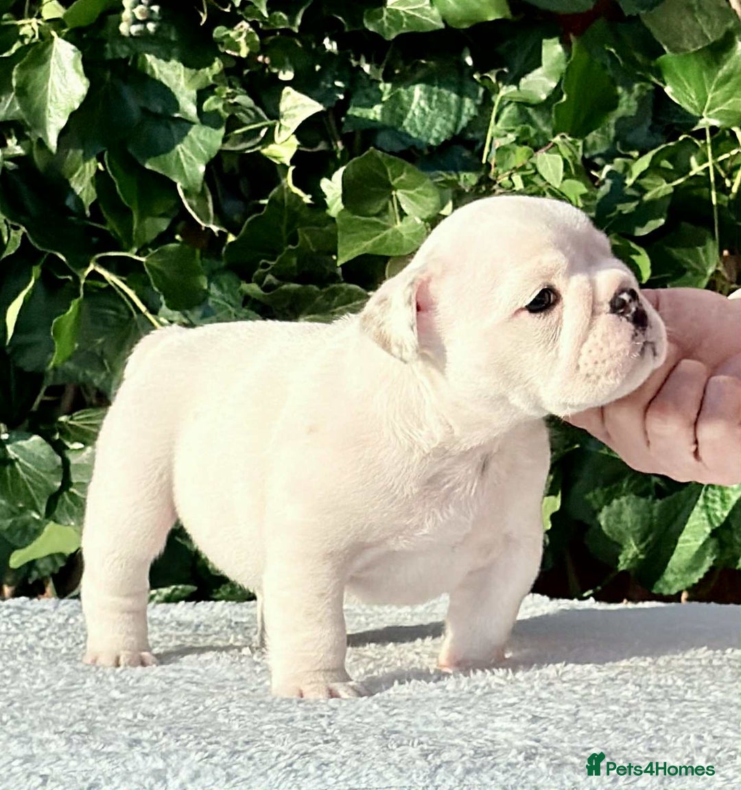 English Bulldog dogs for sale: ** PUREBRED STANDARD COLOUR BULLDOG PUPPIES** - Advert 7