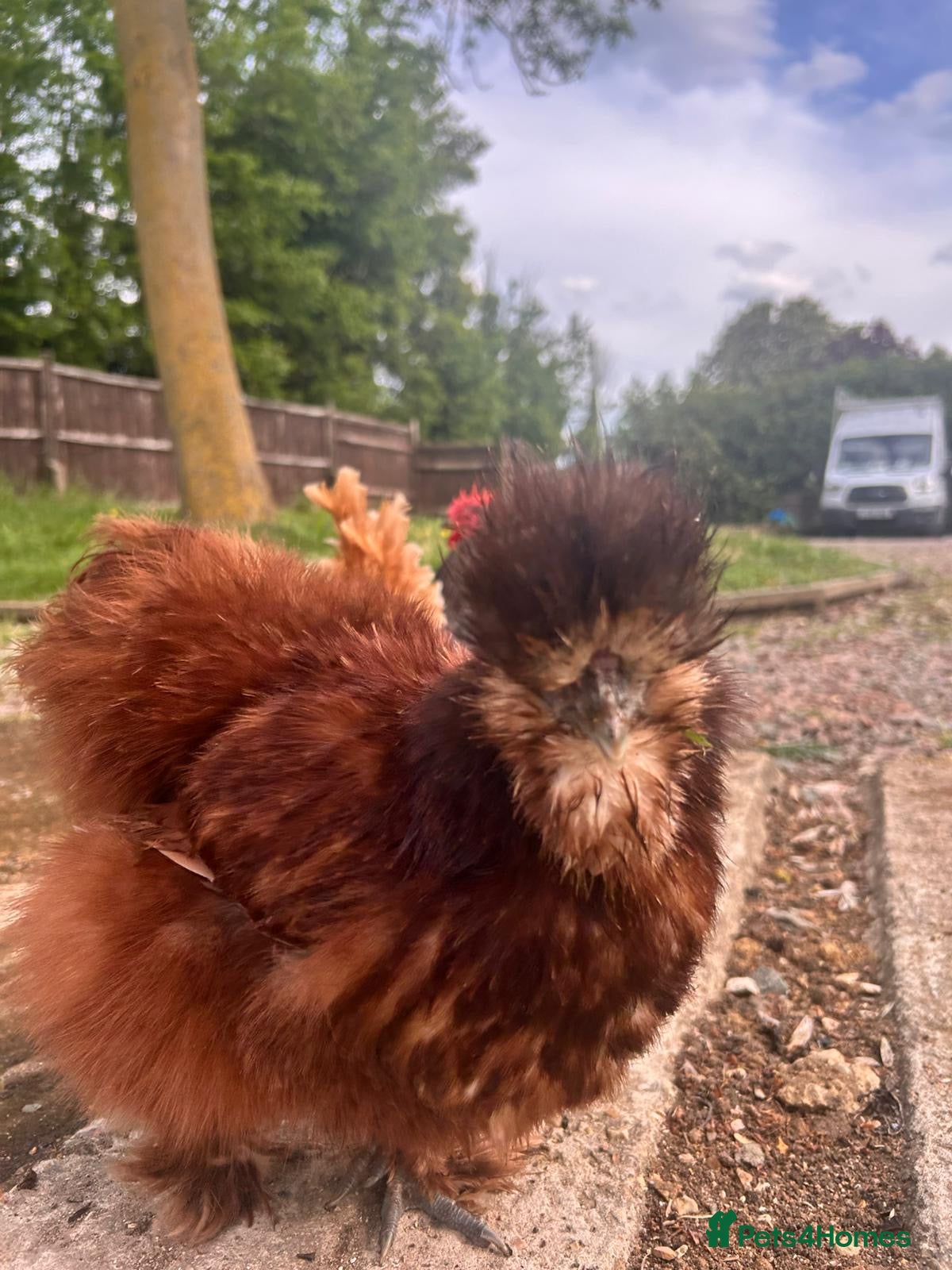 Chickens poultry for sale: Mixed Hatching Eggs  - Advert 4
