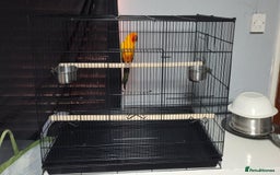 Conures birds for sale: Sun Conure Male  - Image 5