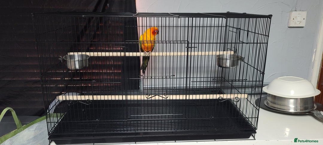 Conures birds for sale: Sun Conure Male  - Image 5