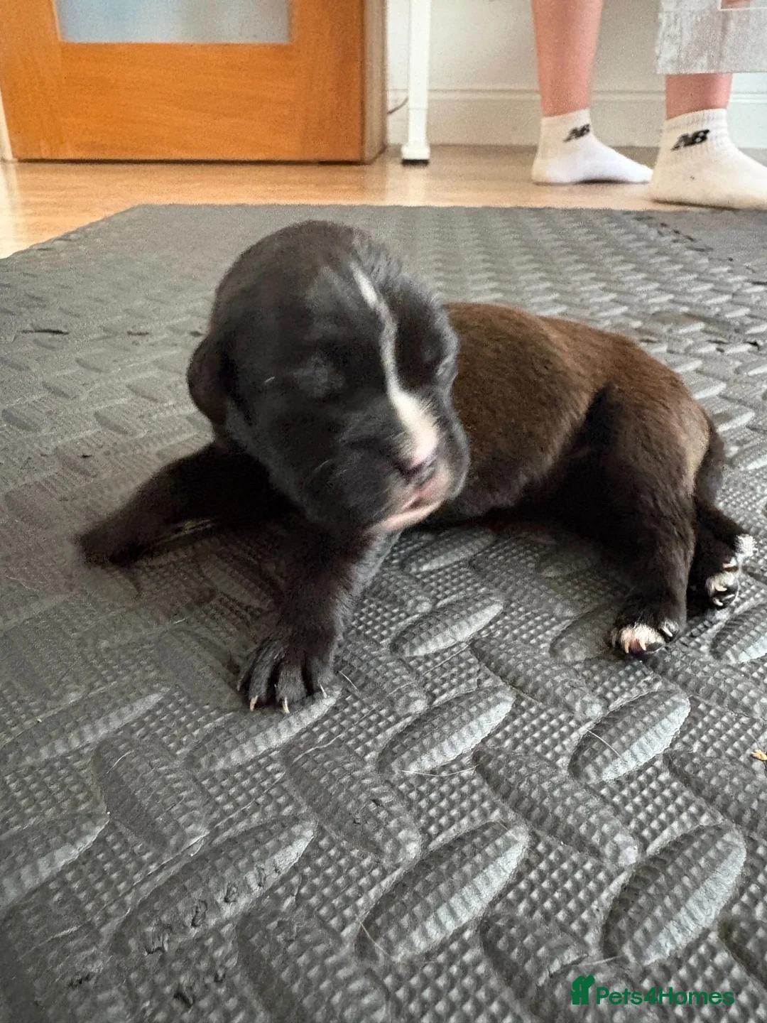 Boxer dogs for sale: KC Boxer Puppies  – 1 Week Old - Advert 40