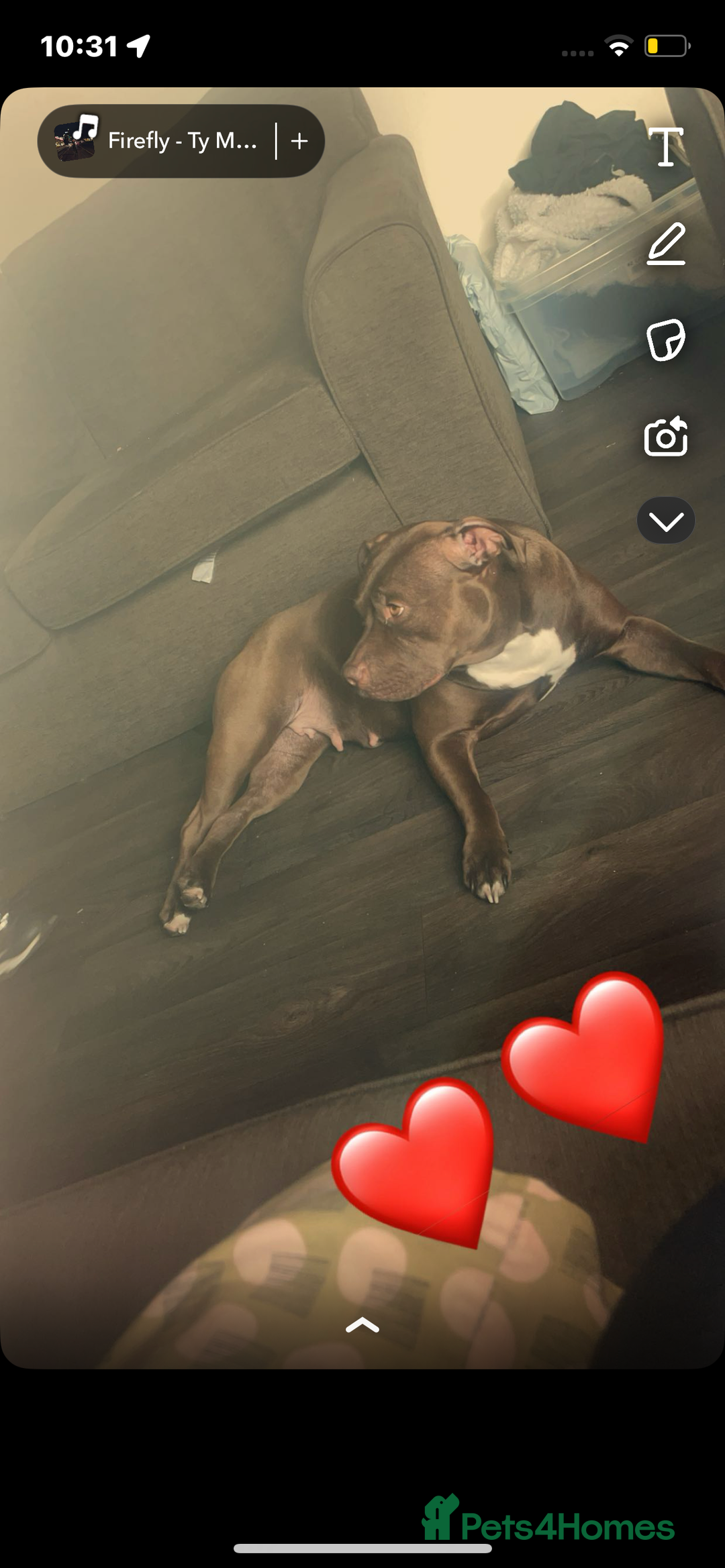 Mixed Breed dogs for sale: American bully x American bulldog puppies - Advert 2