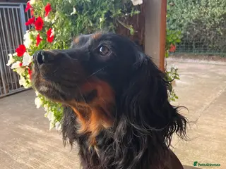 Cocker Spaniel dogs Working cocker spaniels - Advert 18