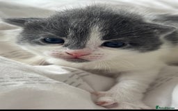 Mixed Breed cats for sale: Gorgeous kittens  - Image 13