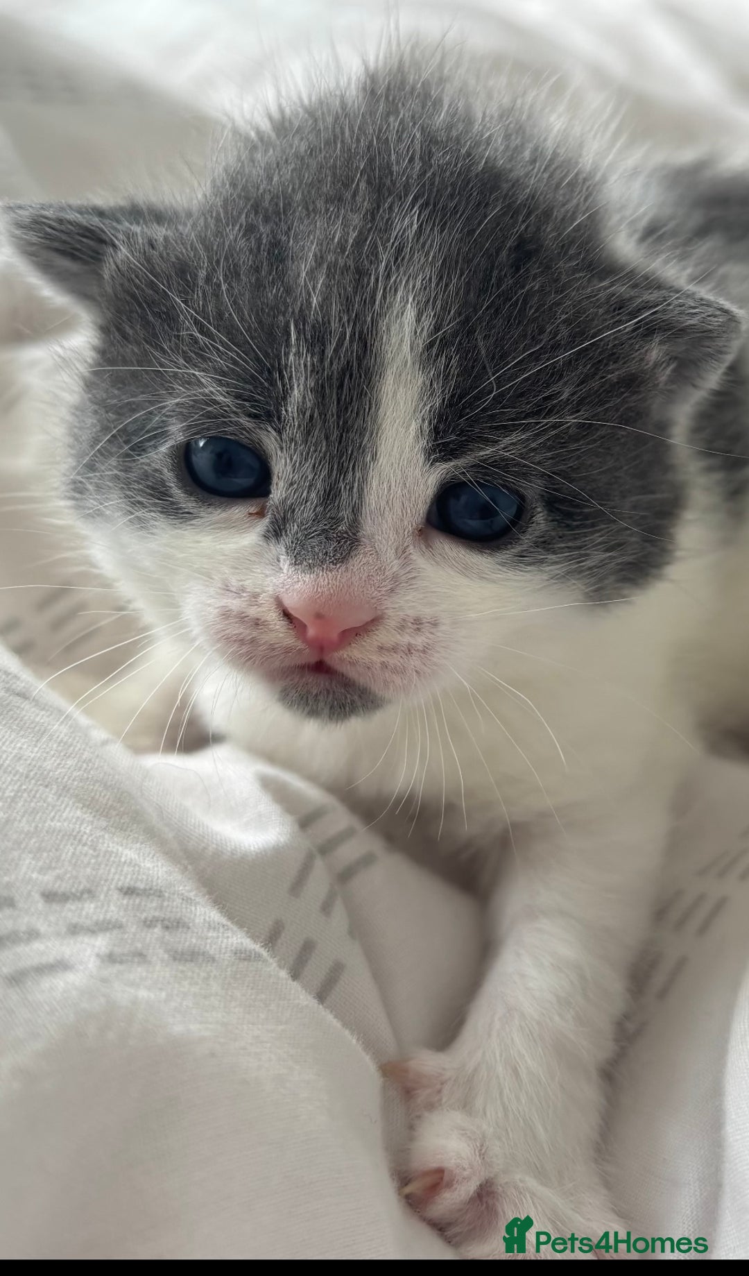 Mixed Breed cats for sale: Gorgeous kittens  - Image 13