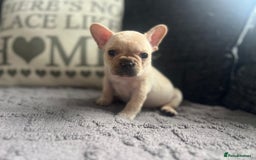 French Bulldog dogs for sale: French bulldog puppies  - Image 14