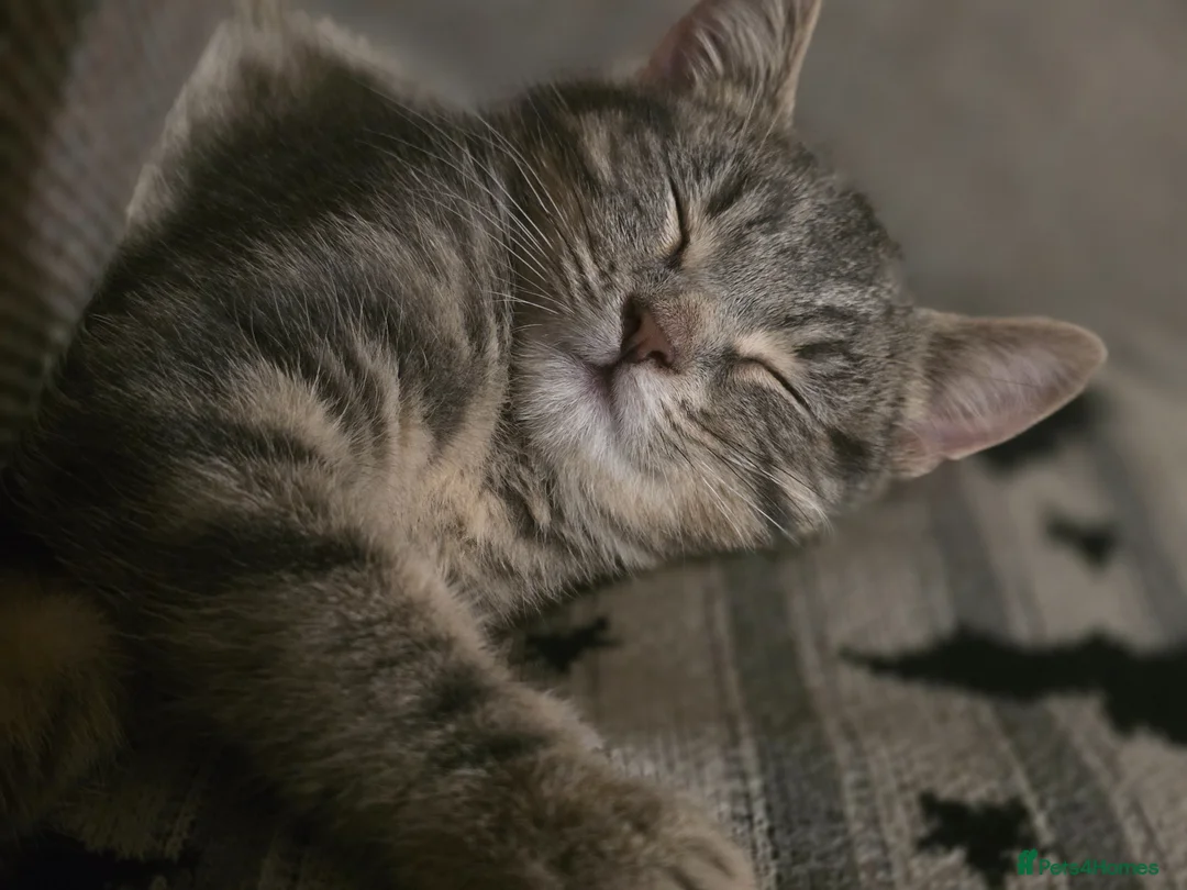 Mixed Breed cats for sale: REHOME PENDING. - Advert 2