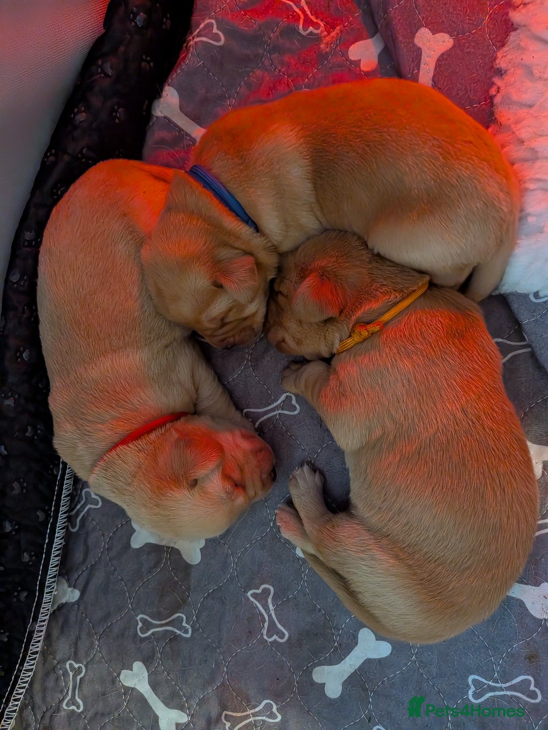Labrador Retriever dogs for sale: KC Fox Red,Black,Yellow Labrador FTCH in lineage - Advert 12
