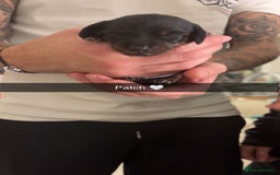 Miniature Dachshund dogs for sale: FOR SALE *Miniature dachshund puppies*  - Image 24