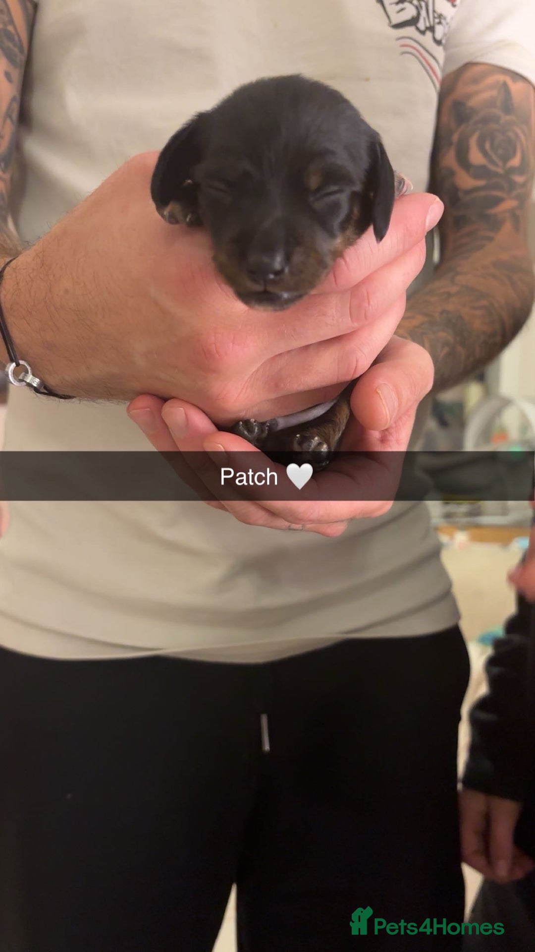 Miniature Dachshund dogs for sale: FOR SALE *Miniature dachshund puppies*  - Image 24