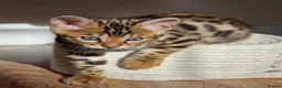 Bengal cats for sale: Beautiful Bengal kittens for sale in Leeds - Advert 6