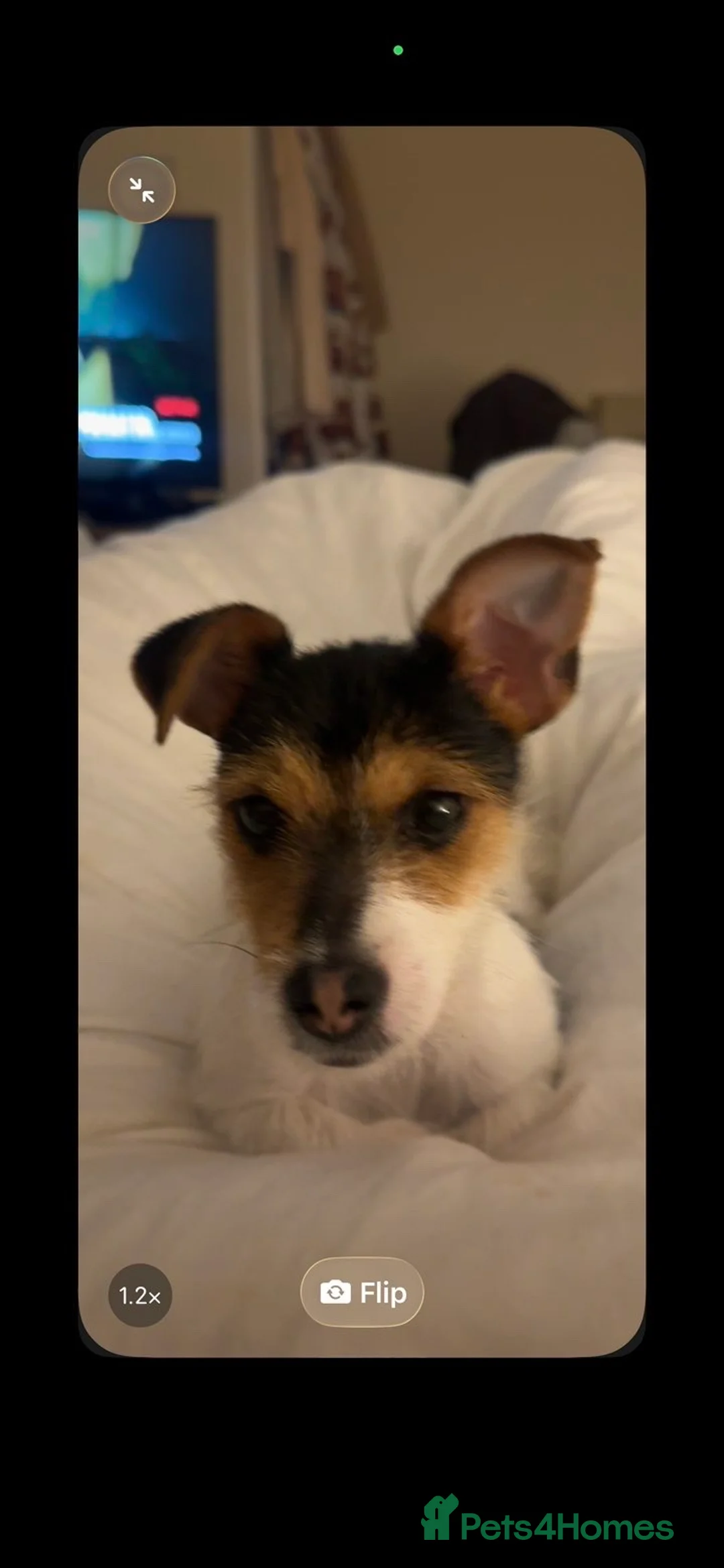 Jack Russell dogs for sale: Piglet  in Exeter - Advert 2