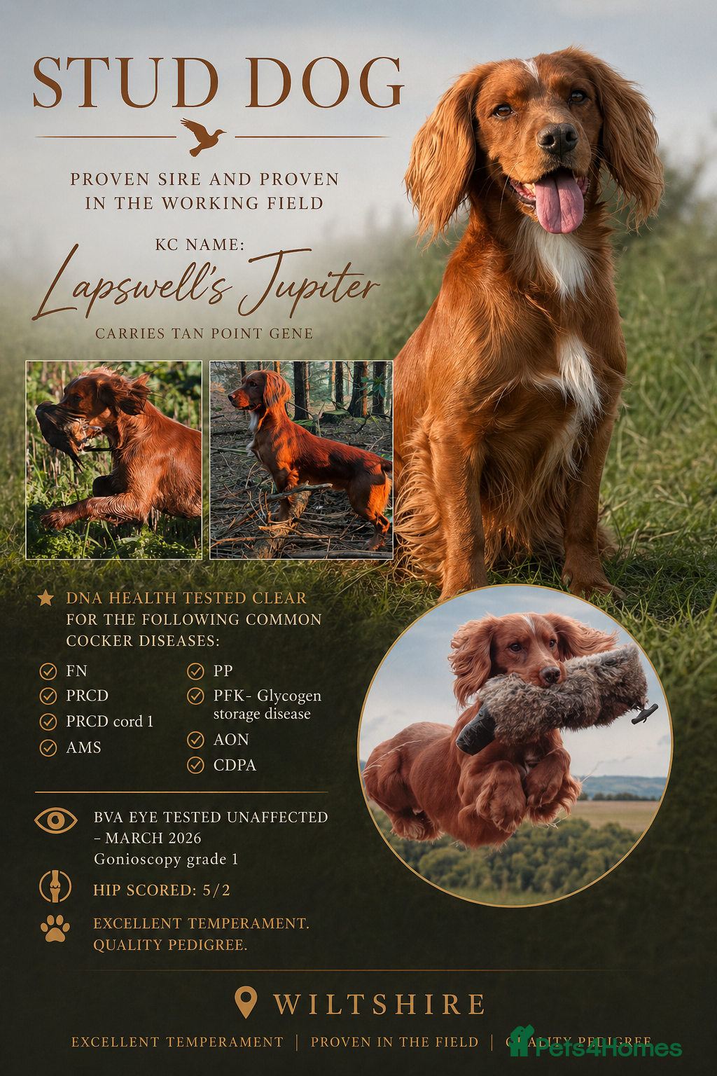 Cocker Spaniel dogs Extensively health tested. Carries tan. KC reg.  - Advert 14