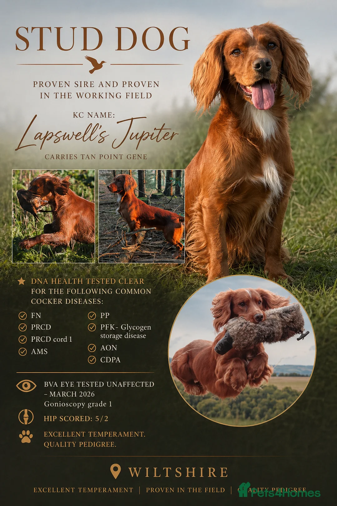 Cocker Spaniel dogs for stud: Extensively health tested. Carries tan. KC reg.  - Advert 1