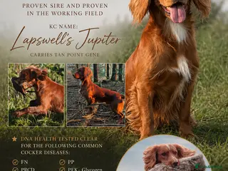 Cocker Spaniel dogs Extensively health tested. Carries tan. KC reg. - Advert 14