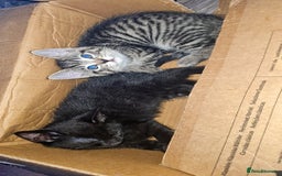 Mixed Breed cats for sale: 10 beautiful kittens - Image 4
