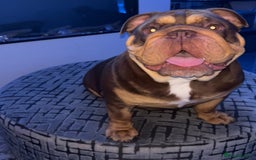 English Bulldog dogs for sale: One year old male British bulldog - Image 3