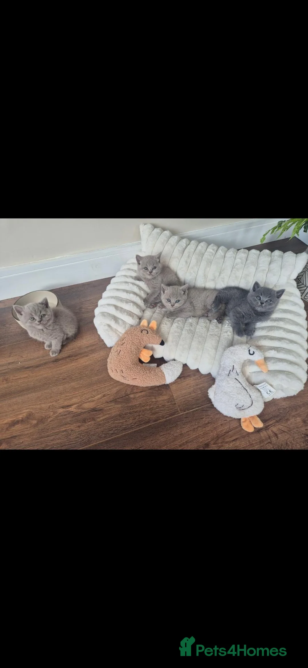 British Shorthair cats for sale: British Short-hair kittens  - Advert 1