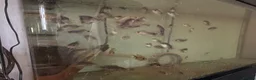 Cichlids fish for sale: Midas cichlid fish  in Basildon - Advert 7