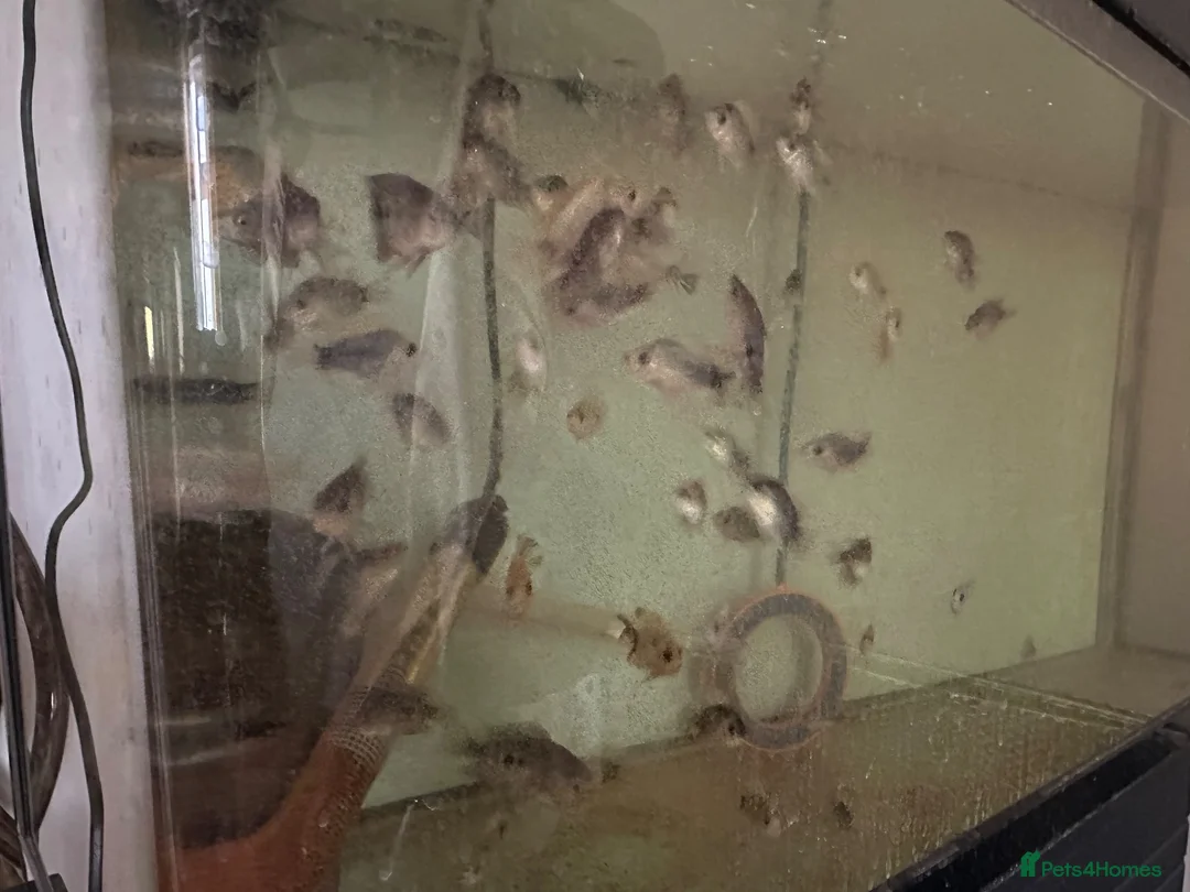 Cichlids fish for sale: Midas cichlid fish  in Basildon - Advert 7