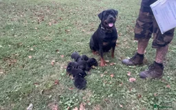 Rottweiler dogs for sale: Rottweiler chapmpion bloodline - Image 3