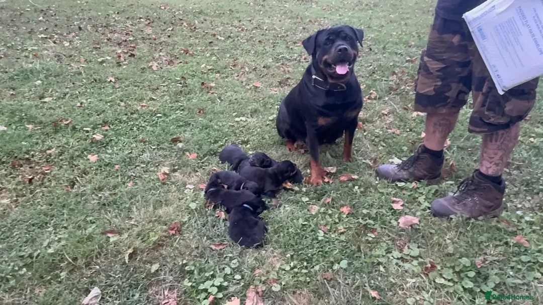Rottweiler dogs for sale: Rottweiler chapmpion bloodline - Image 3