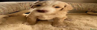 Cockapoo Puppy 2