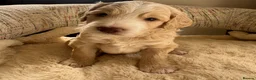 Cockapoo dogs for sale: Beautiful F2 Cockapoo puppies - Advert 6