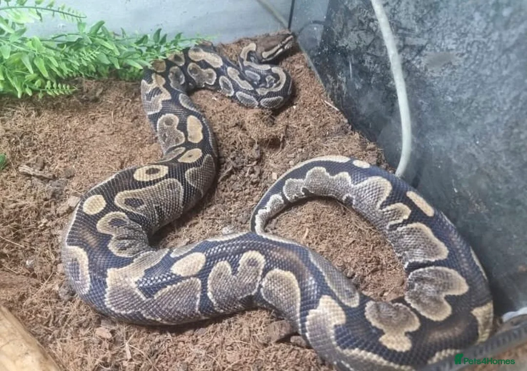 Python Snake reptiles for sale: Female Royal Python and Viv - Advert 1