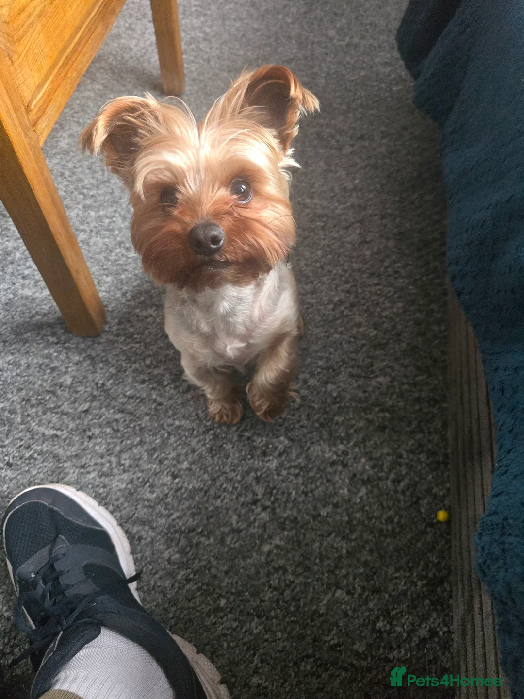 Yorkshire Terrier dogs for stud: 4 year old Yorksire terrier for stud in Southend-on-Sea - Advert 8